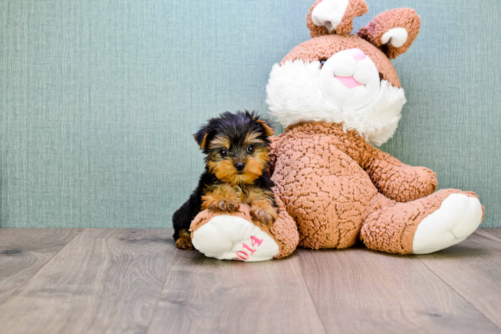 Meet Nugget - our Yorkshire Terrier Puppy Photo 