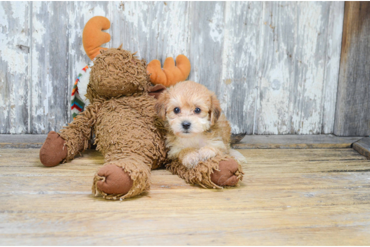 Playful Yorkie Designer Puppy