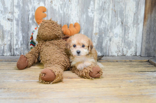 Playful Yorkie Designer Puppy