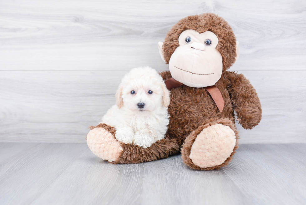 Maltipoo Puppy for Adoption
