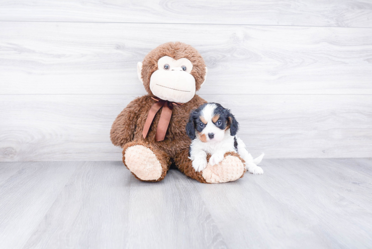 Cavalier King Charles Spaniel Pup Being Cute