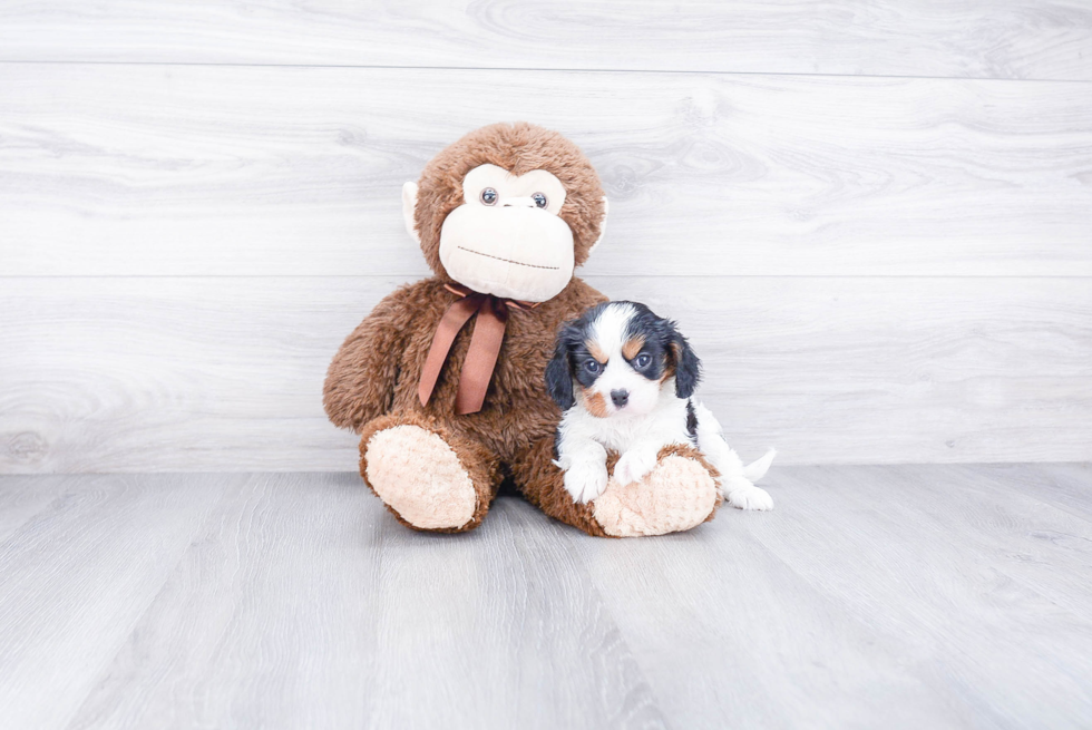 Cavalier King Charles Spaniel Pup Being Cute