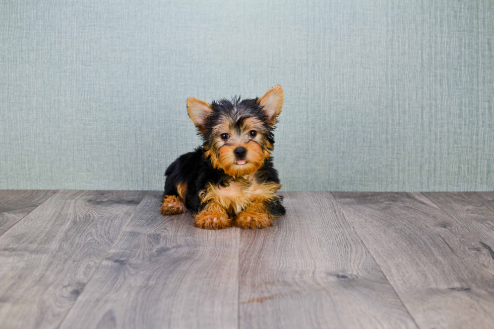 Meet Snickers - our Yorkshire Terrier Puppy Photo 