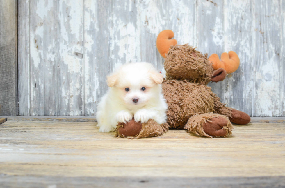 Friendly Maltipom Baby