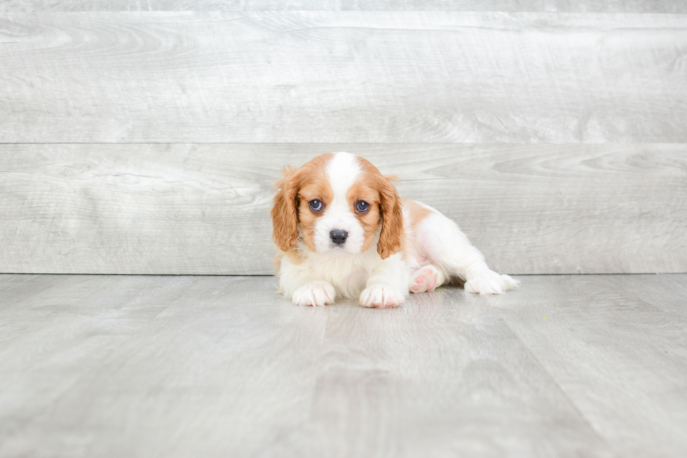 Best Cavalier King Charles Spaniel Baby