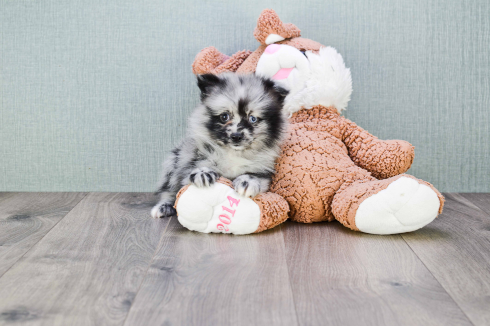 Pomeranian Pup Being Cute