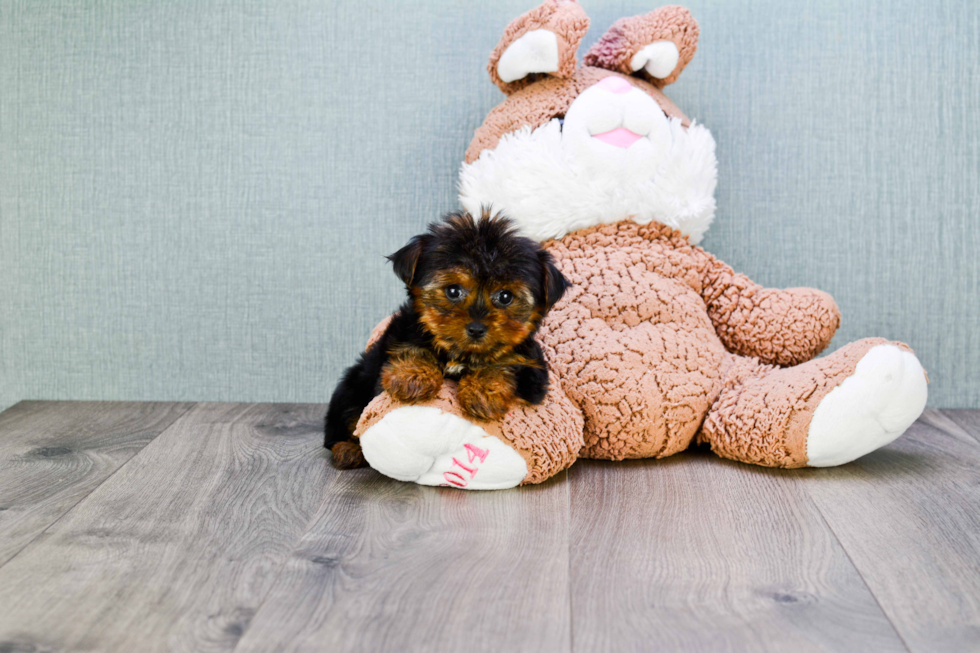 Meet Twinkle - our Yorkshire Terrier Puppy Photo 