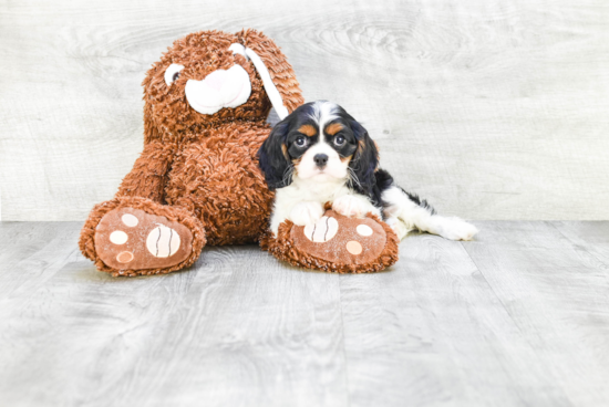 Energetic Cavalier King Charles Spaniel Purebred Puppy