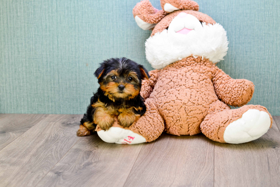 Meet Bella - our Yorkshire Terrier Puppy Photo 