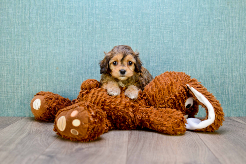 Meet Charlie - our Cavachon Puppy Photo 