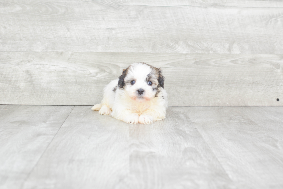 Best Havanese Baby