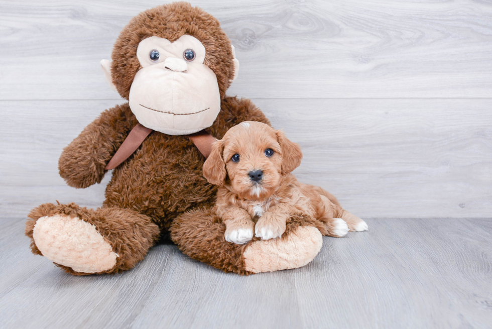 Best Cavapoo Baby