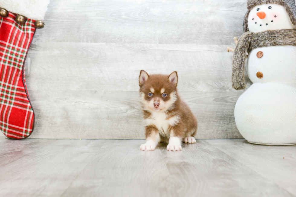 Pomsky Pup Being Cute