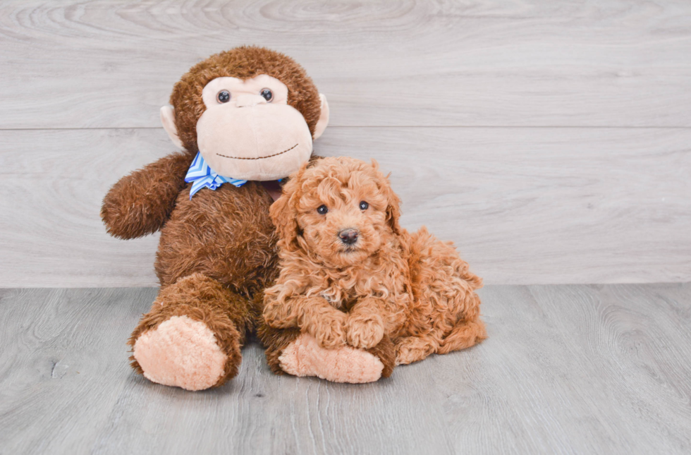 Best Mini Goldendoodle Baby