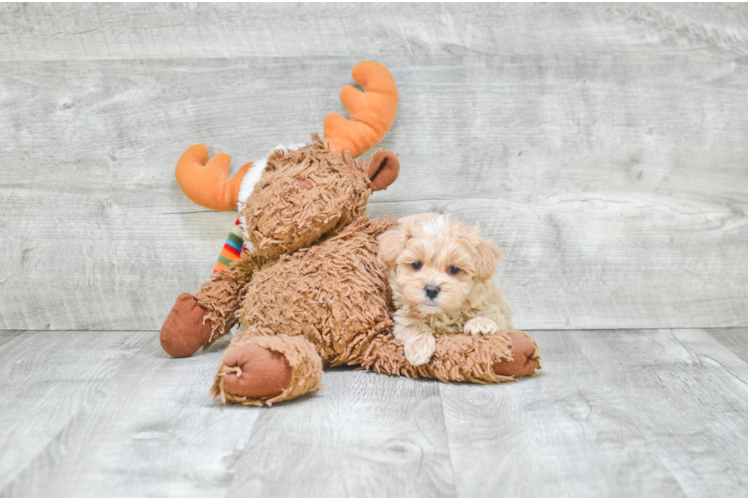 Best Maltipoo Baby