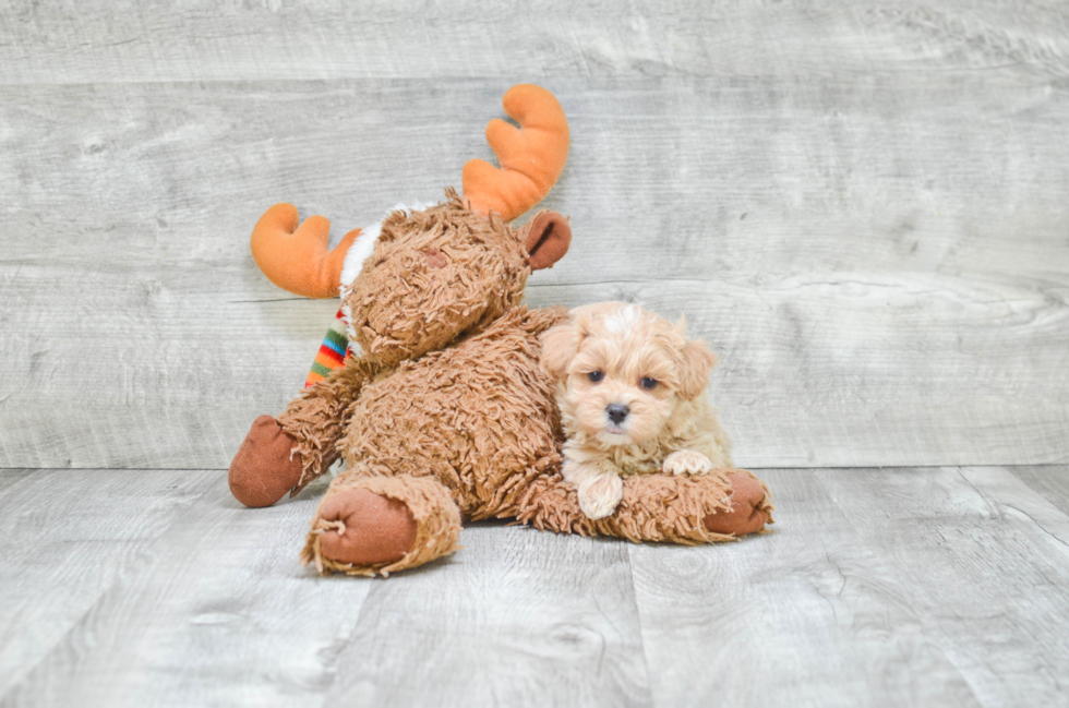 Best Maltipoo Baby