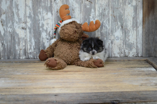 Playful Pomeranian Purebred Pup