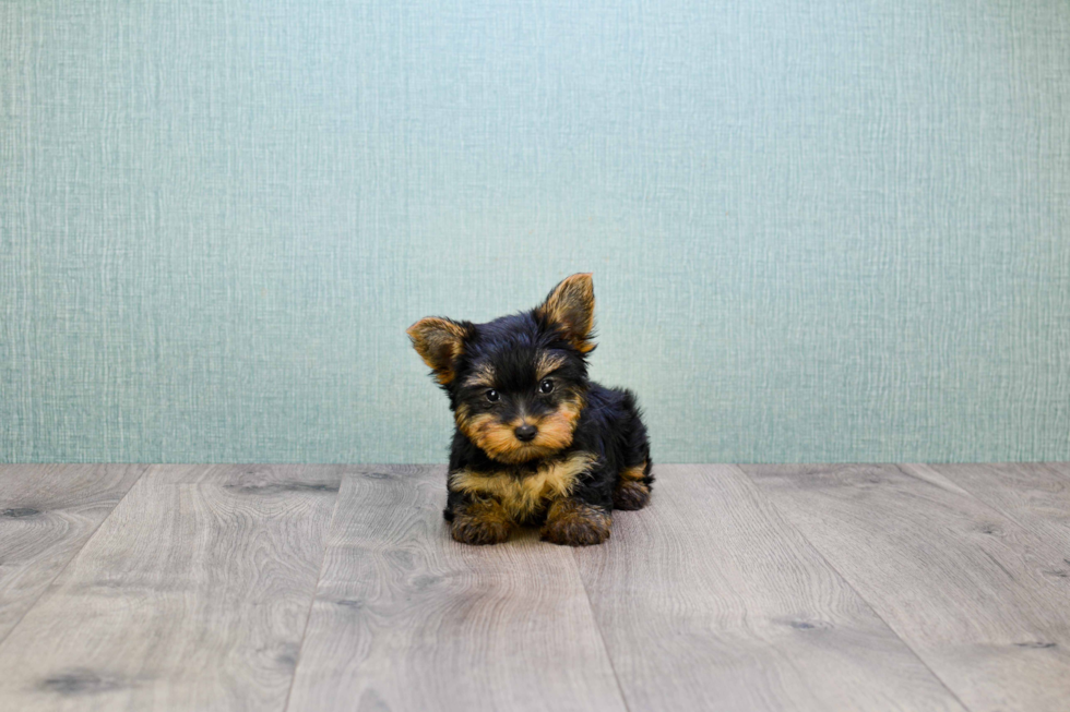 Meet Zoro - our Yorkshire Terrier Puppy Photo 