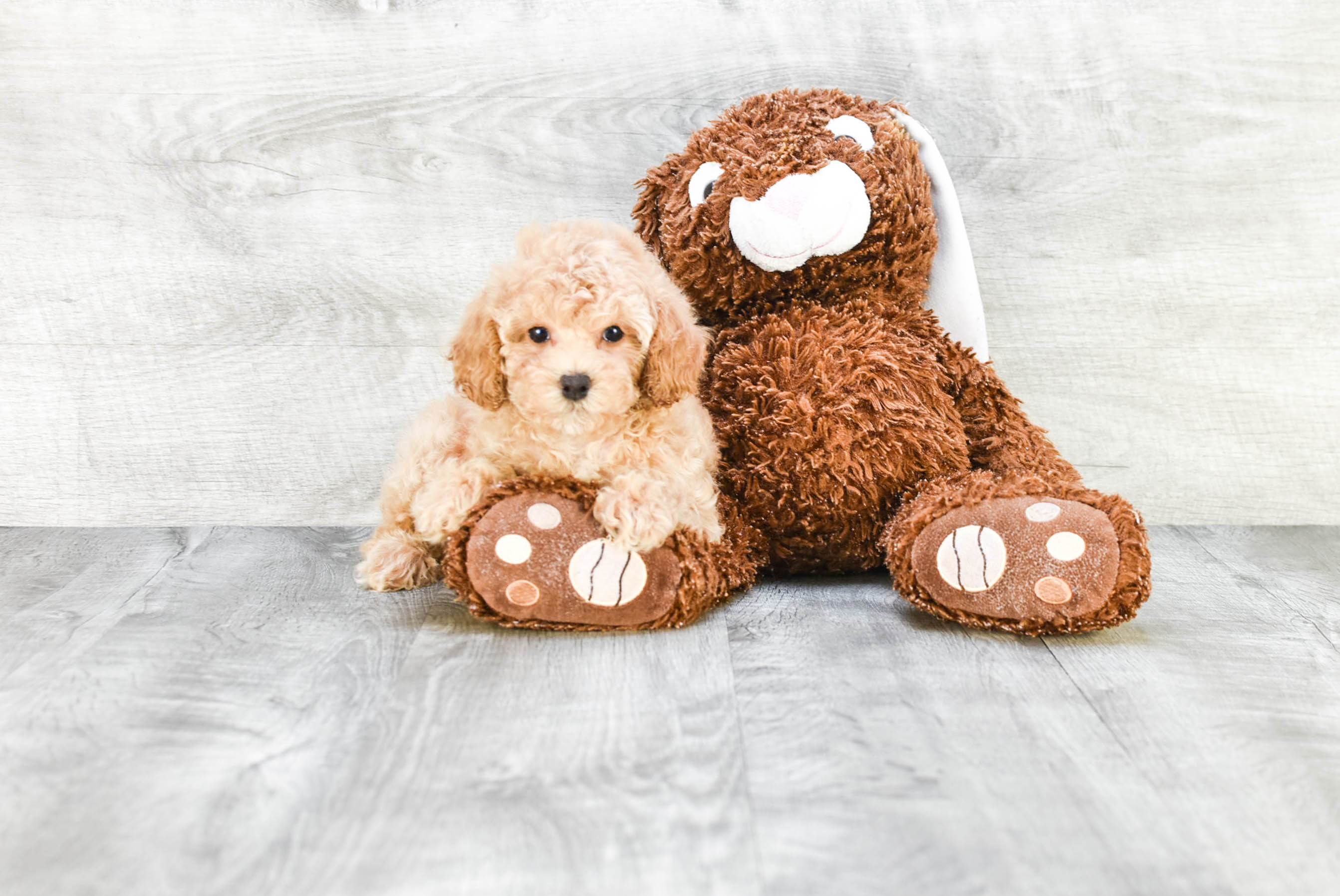 Funny Poodle Purebred Pup