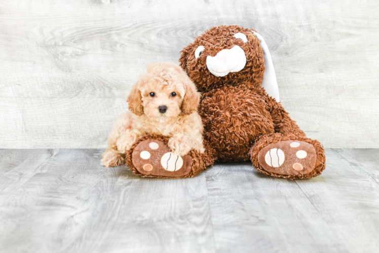 Funny Poodle Purebred Pup