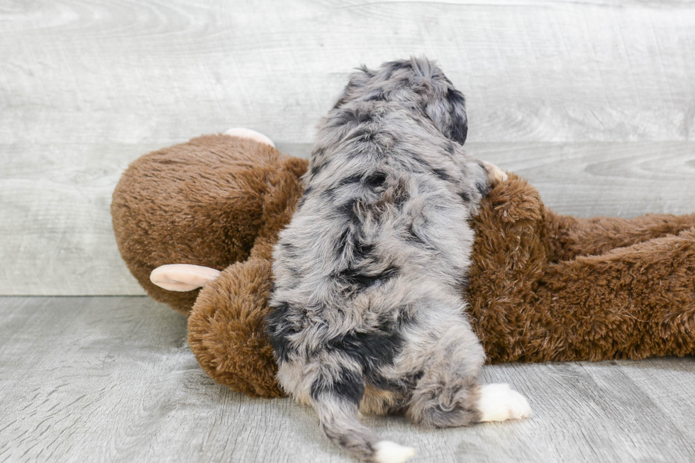 Sweet Mini Bernedoodle Baby