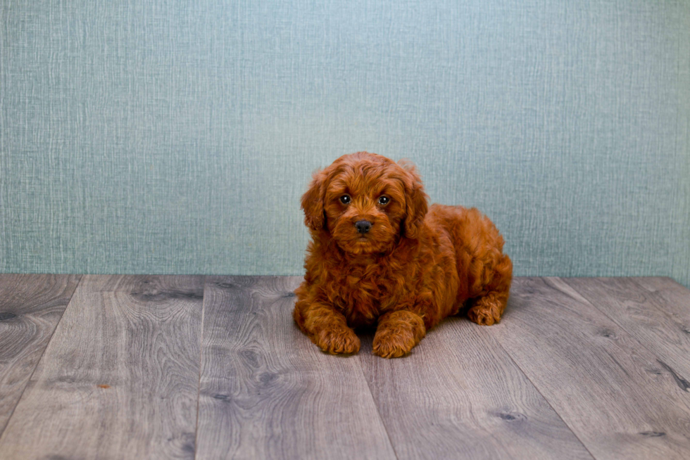 Best Mini Goldendoodle Baby