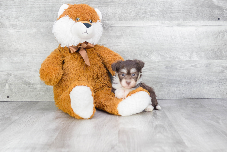 Little Havanese Purebred Pup