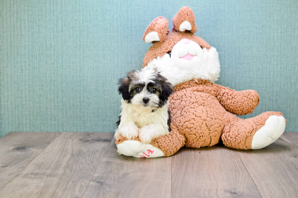 Havanese Pup Being Cute