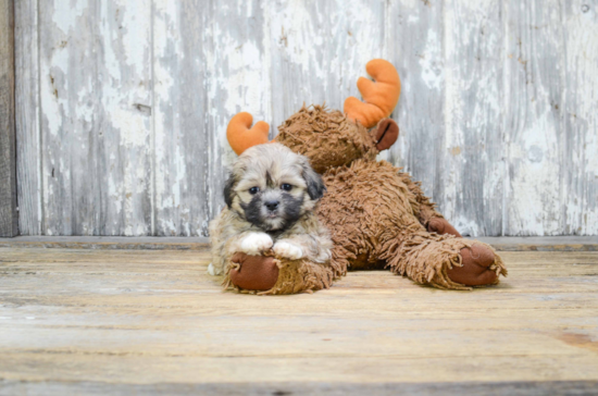 Teddy Bear Pup Being Cute