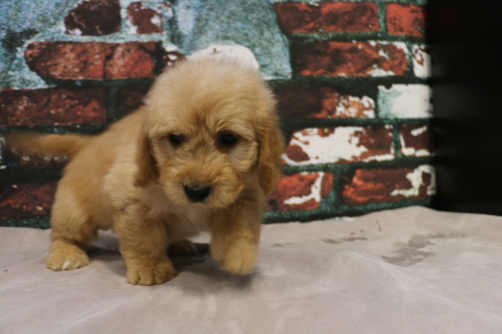 Mini Goldendoodle Pup Being Cute