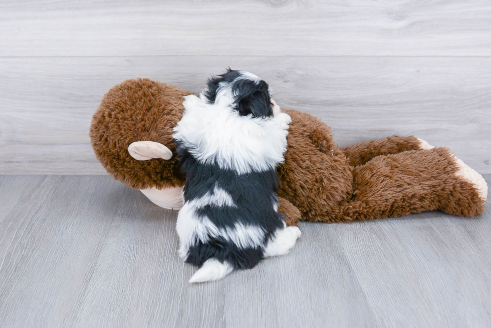 Havanese Pup Being Cute