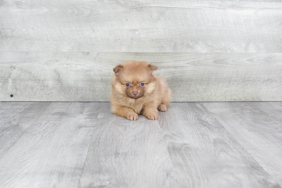 Pomeranian Puppy for Adoption