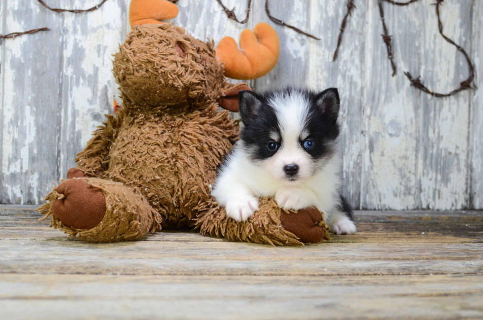 Pomsky Puppy for Adoption