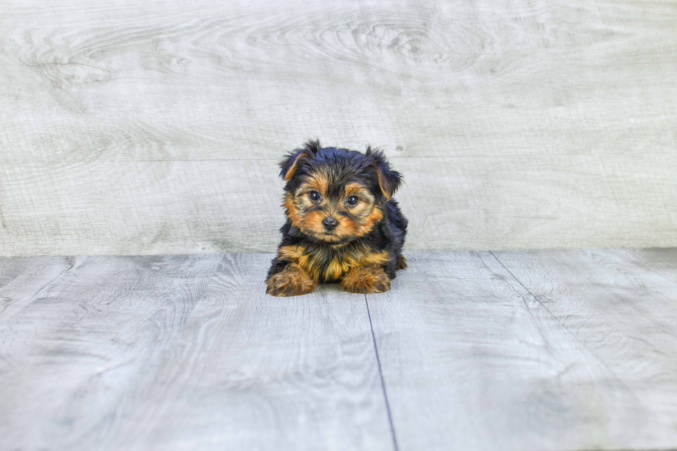 Meet Twinkle - our Yorkshire Terrier Puppy Photo 