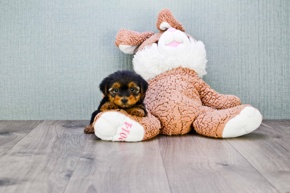 Meet Nugget - our Yorkshire Terrier Puppy Photo 