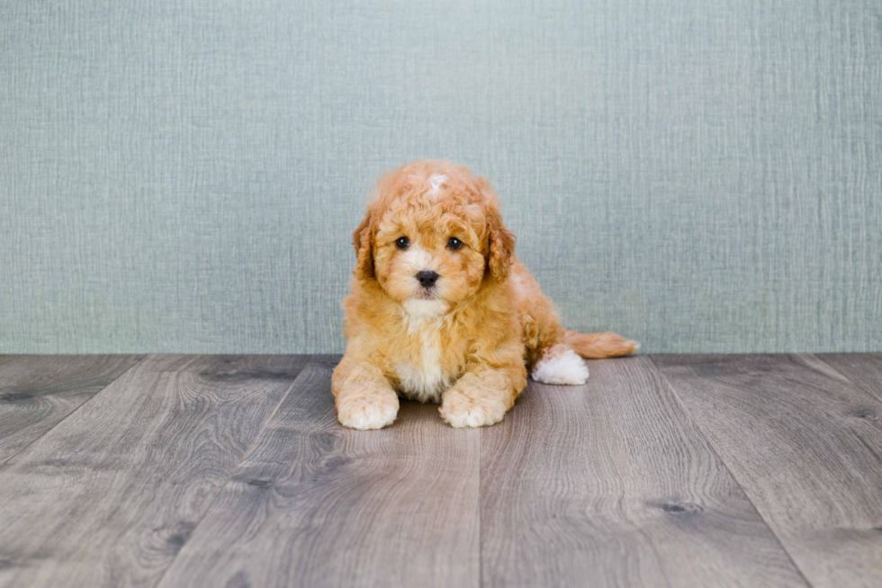 Best Cavapoo Baby