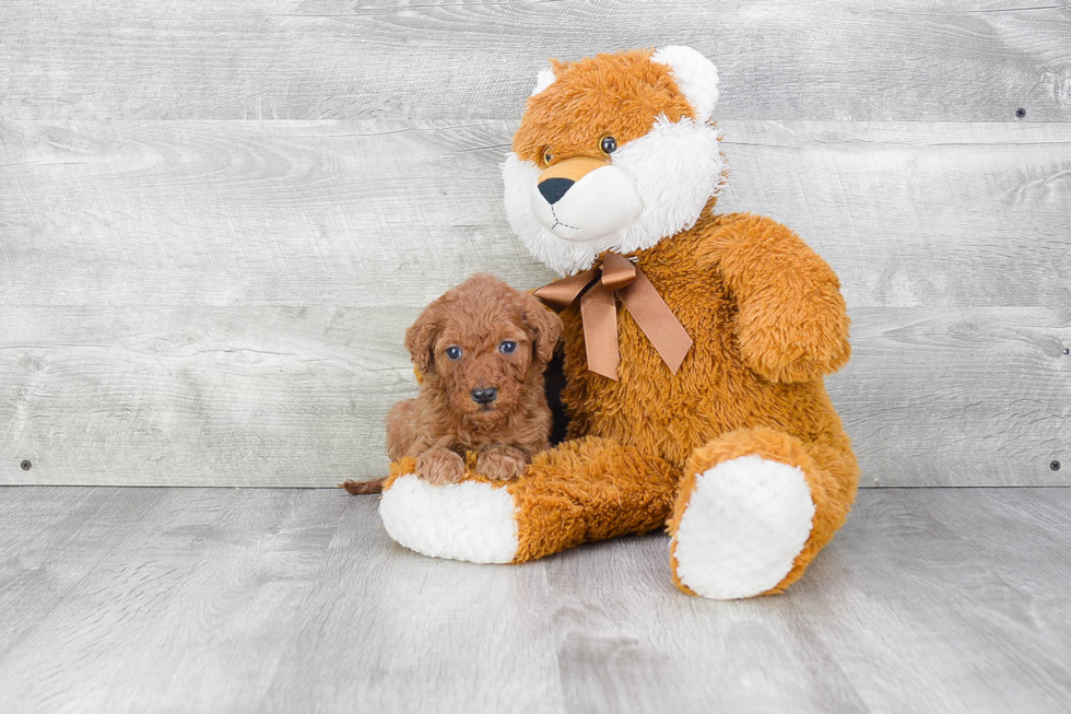 Happy Mini Goldendoodle Baby