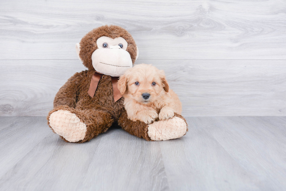 Sweet Mini Goldendoodle Baby