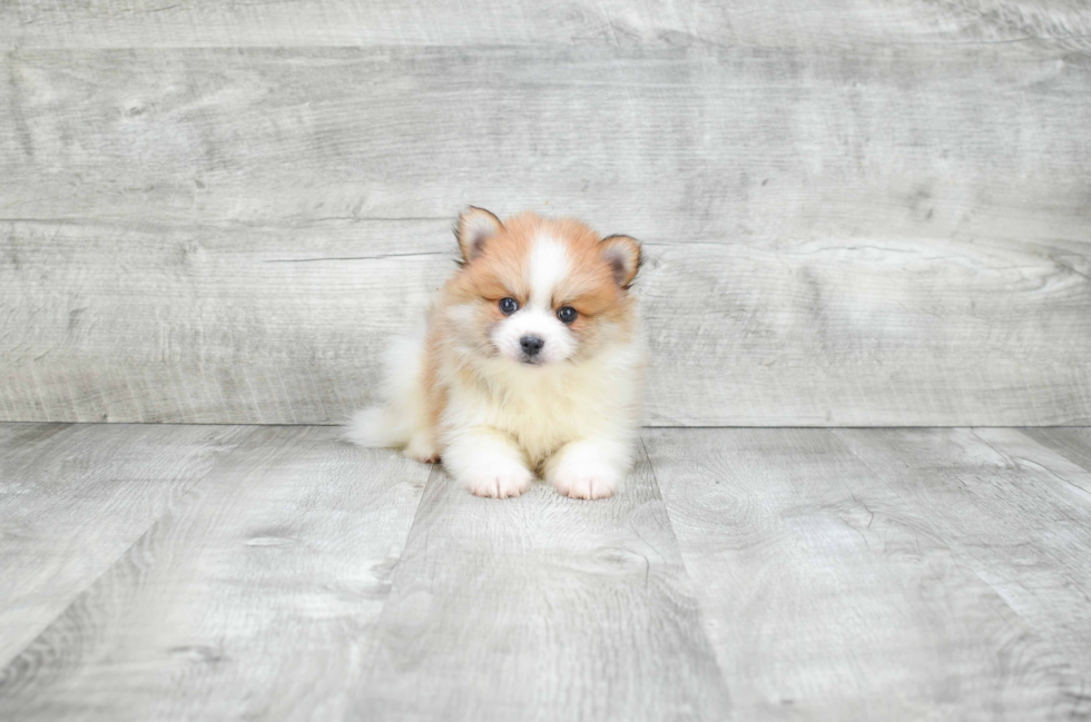 Pomeranian Puppy for Adoption