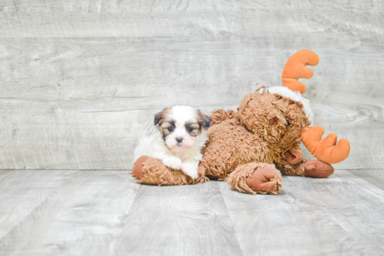 Little Shichon Designer Puppy