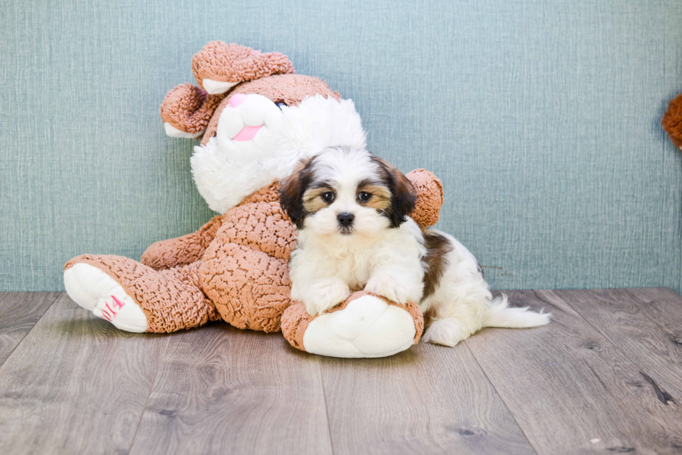 Fluffy Teddy Bear Designer Pup