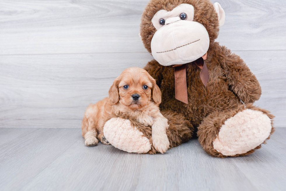 Best Cavapoo Baby