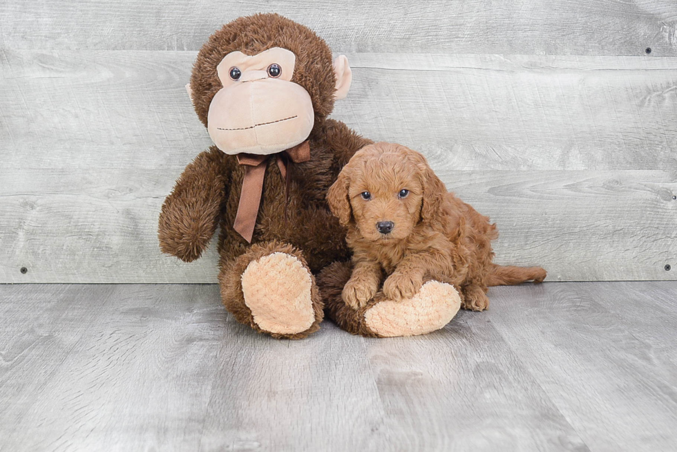 Fluffy Mini Goldendoodle Poodle Mix Pup