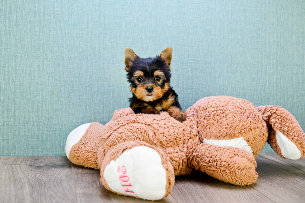 Meet Ronaldo - our Yorkshire Terrier Puppy Photo 