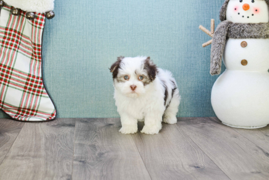 Havanese Puppy for Adoption