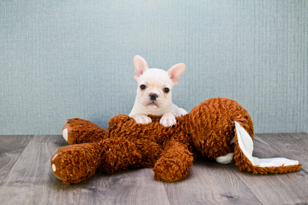 French Bulldog Puppy for Adoption