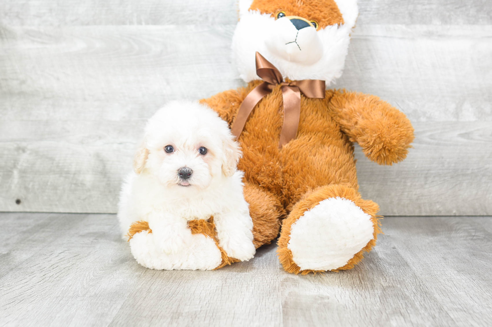 Popular Havanese Purebred Pup