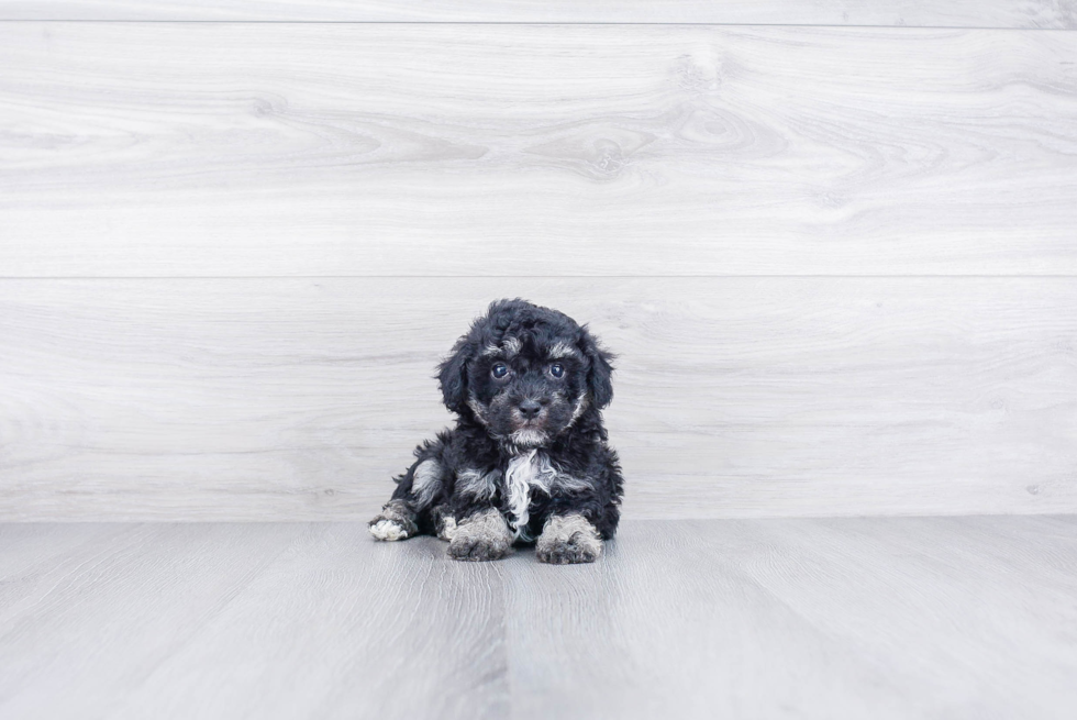 Petite Maltipoo Poodle Mix Pup