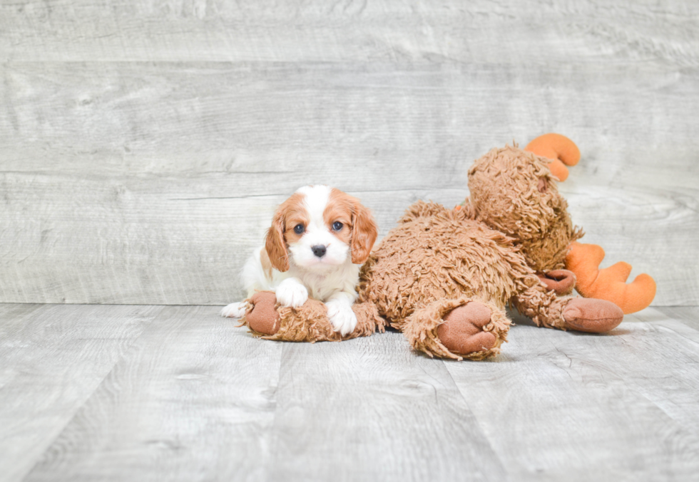 Friendly Cavalier King Charles Spaniel Purebred Pup