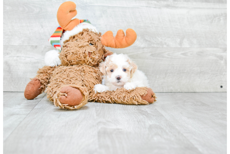 Maltipoo Pup Being Cute